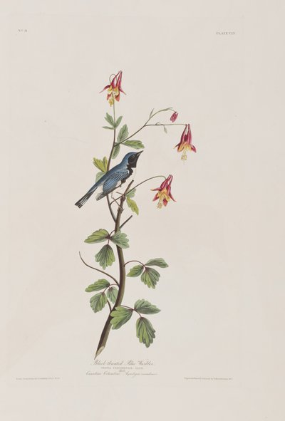 Illustrazione da 