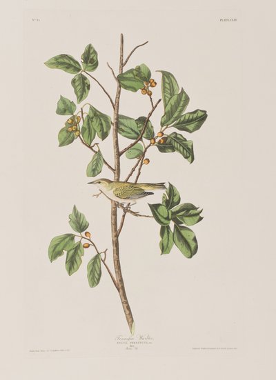 Illustrazione da 