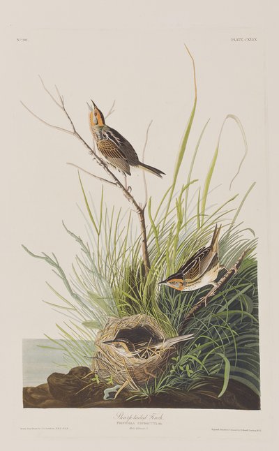 Illustrazione da 