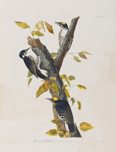 Illustrazione da 