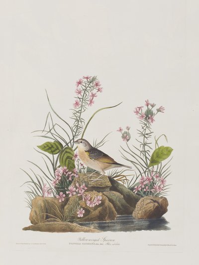 Illustrazione da 