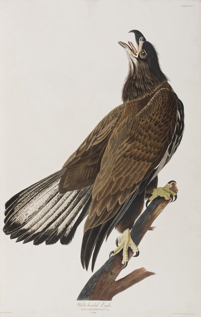 Illustrazione da 