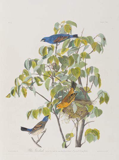 Illustrazione da 