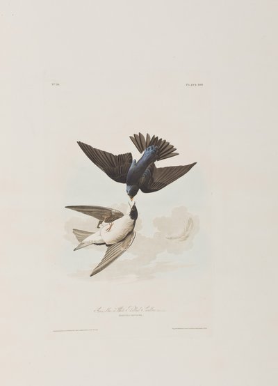 Illustrazione da 