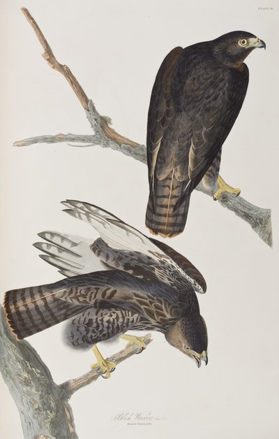 Illustrazione da 