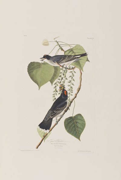 Illustrazione da 