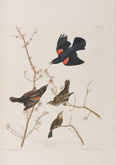 Illustrazione da 