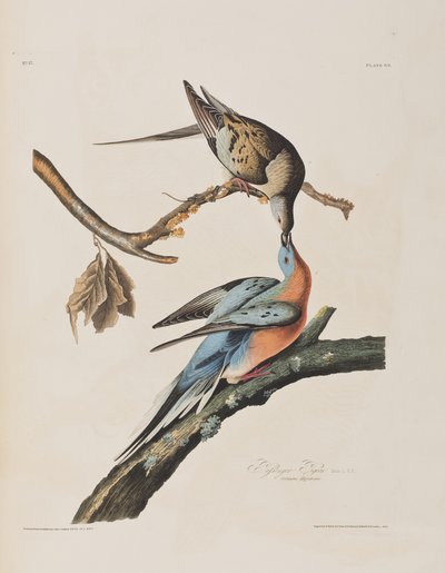 Illustrazione da 