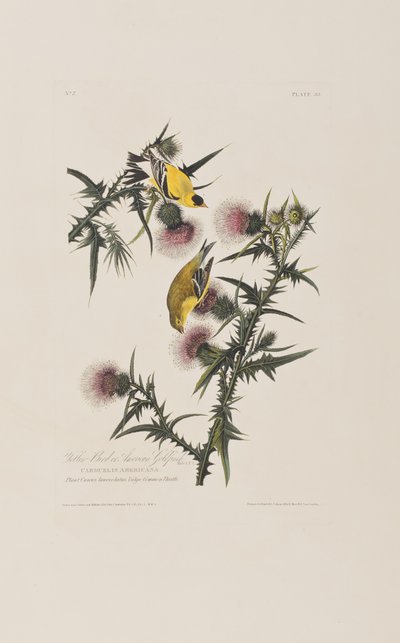 Illustrazione da 