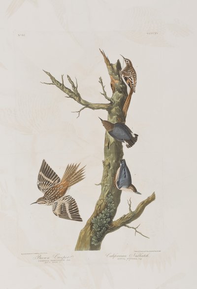 Illustrazione da 