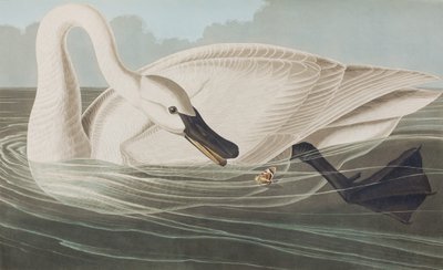 Illustrazione da 