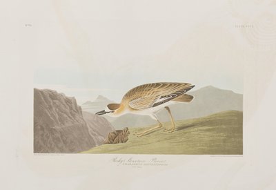 Illustrazione da 