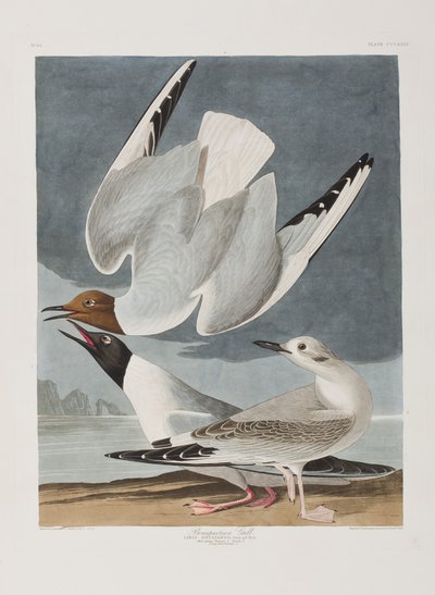 Illustrazione da 