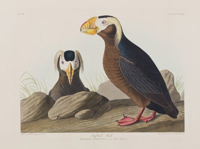 Illustrazione da 