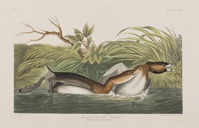 Illustrazione da 