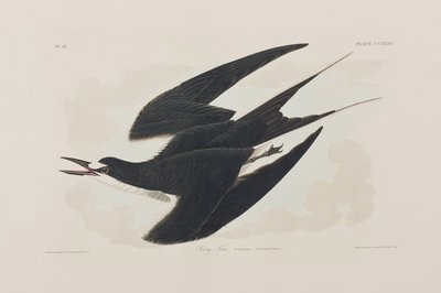 Illustrazione da 