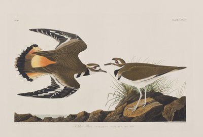Illustrazione da 