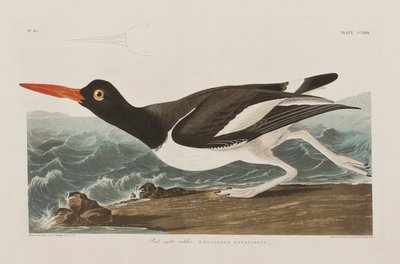 Illustrazione da 