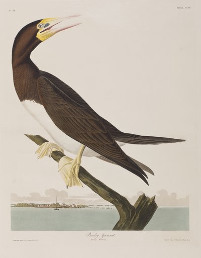 Illustrazione da 