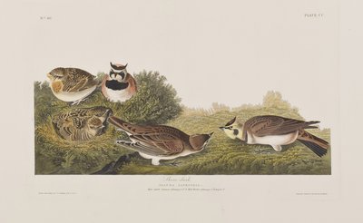 Illustrazione da 