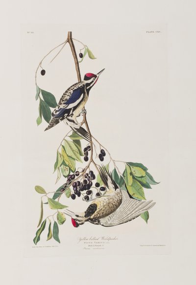 Illustrazione da 