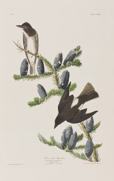 Illustrazione da 