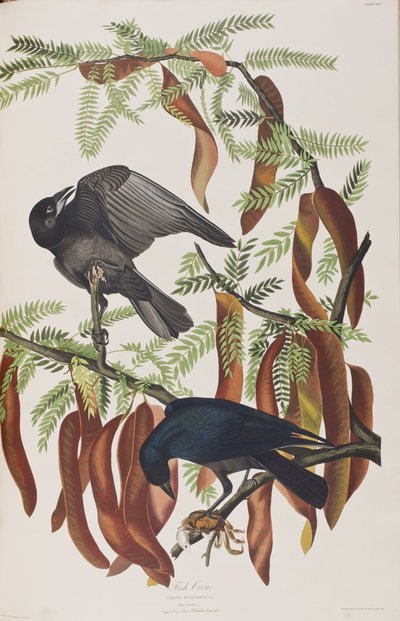 Illustrazione da 