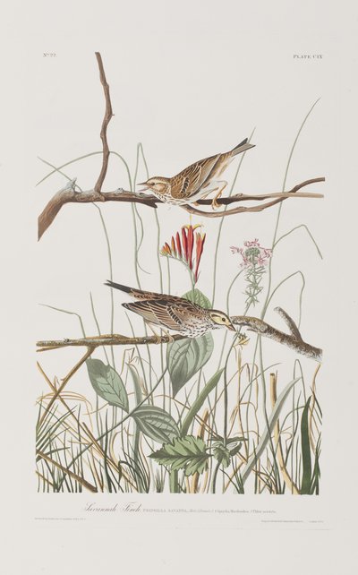 Illustrazione da 