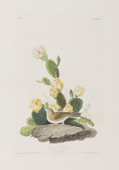 Illustrazione da 