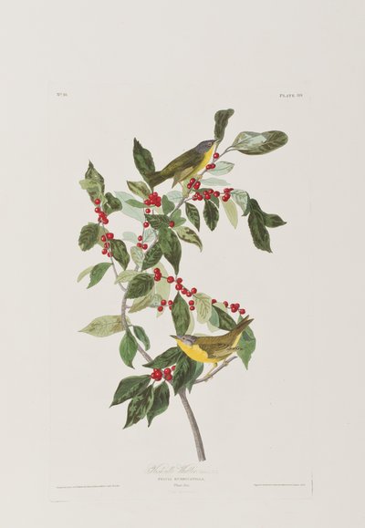Illustrazione da 