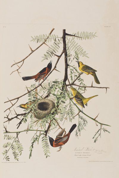 Illustrazione da 