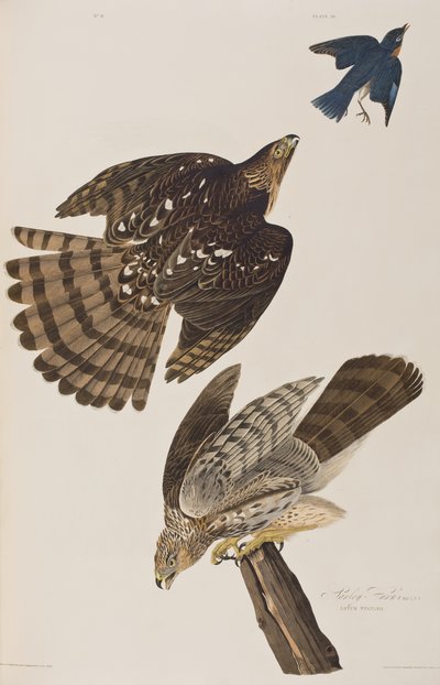 Illustrazione da 