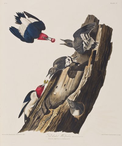 Illustrazione da 