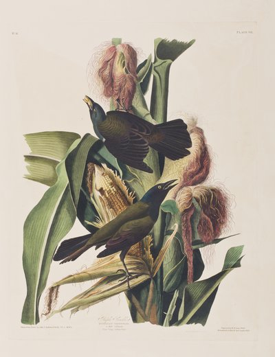 Illustrazione da 