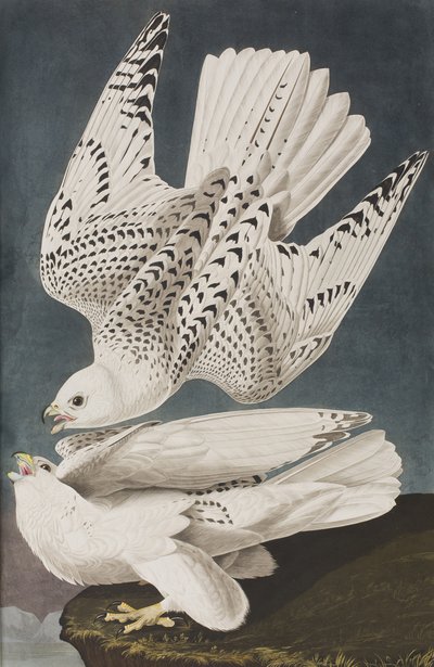 Illustrazione da 