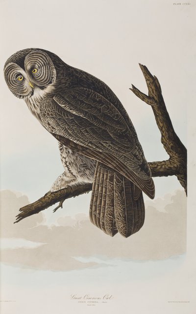 Illustrazione da 