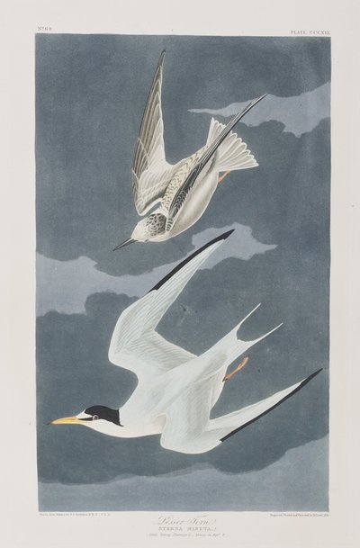 Illustrazione da 
