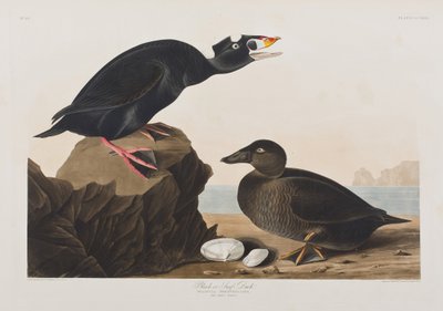 Illustrazione da 