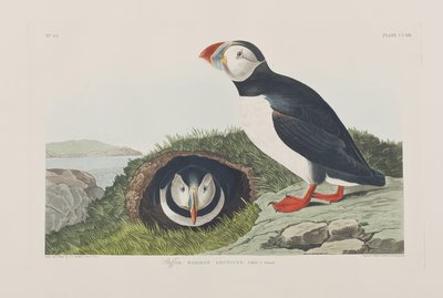 Illustrazione da 