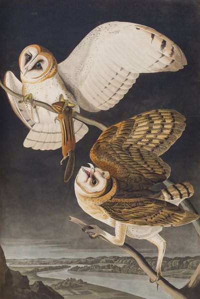 Illustrazione da 