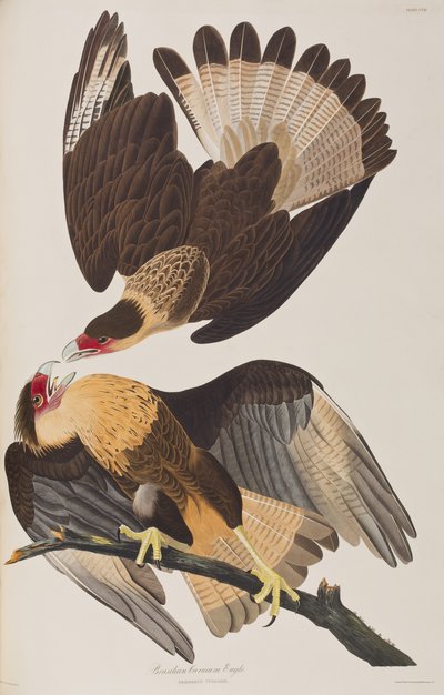 Illustrazione da 