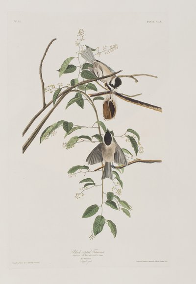 Illustrazione da 