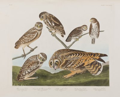Illustrazione da 