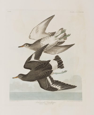 Illustrazione da 