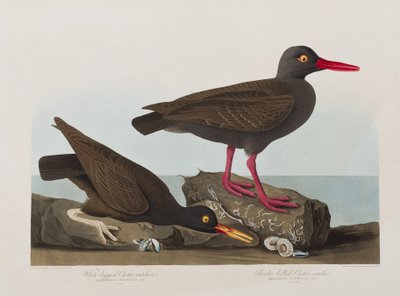 Illustrazione da 