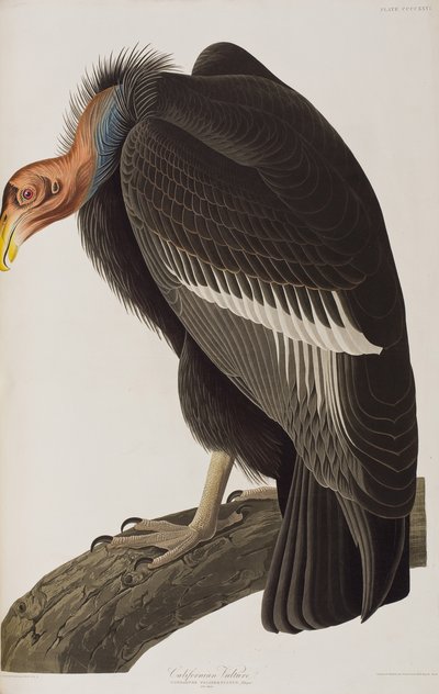 Illustrazione da 