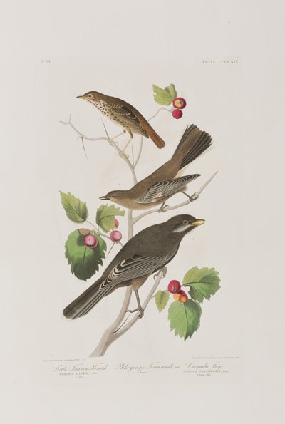 Illustrazione da 