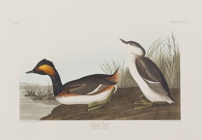 Illustrazione da 