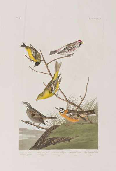 Illustrazione da 