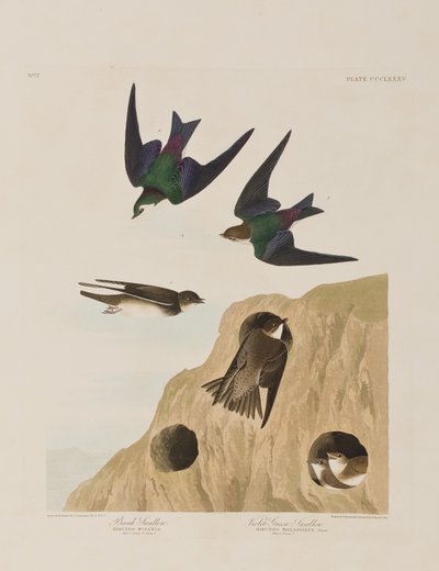 Illustrazione da 